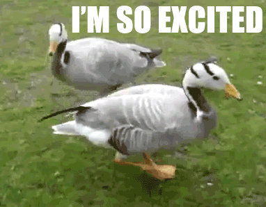 excited-geese