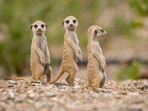 meerkat-pups