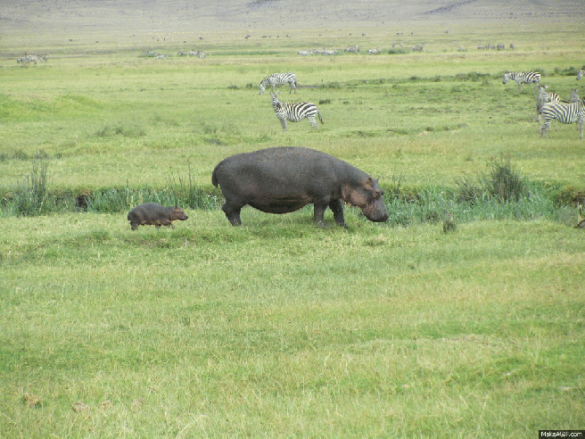 hippo